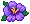 Hibiscus (Violet)
