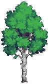 TREE Silver Birch C Grow04