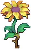 WILD Sunflower 04Harvestable