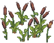 WILD Reeds 12