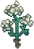 WEED Hemlock 04