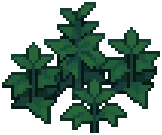 WEED Nettles Grow 03