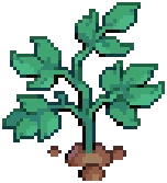 CROP EA1 Potato4Harvestable