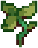 CROP Hibiscus1Seedling