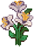 CROP Hibiscus4Harvestable White
