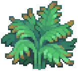 WILD Fern02