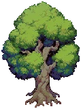 TREE Oak Grow 04