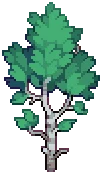 VILLAGE Silver Birch A Grow02