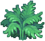 WILD Fern01
