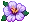 Hibiscus (White)