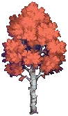 TREE Silver Birch Autumn B Grow04