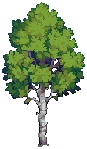 TREE Silver Birch Grow04