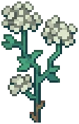 WEED Hemlock 05