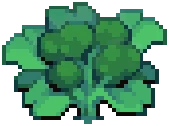 CROP EA1 Broccoli4Harvestable