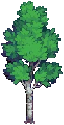 VILLAGE Silver Birch C Grow03