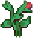 CROP Hibiscus2Grow