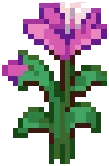CROP Hibiscus3Grow Rose