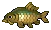 Carp