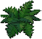 WEED Temple Fern