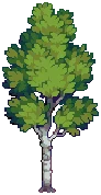 TREE Silver Birch Grow03