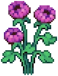 CROP Dahlia3Harvestable Rose