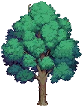 TREE Ash Grow04