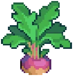 CROP EA1 Turnip4Harvestable