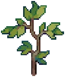 TREE Ash Grow01