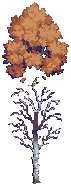 TREE Silver Birch Autumn A Grow04