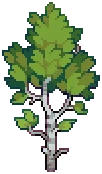 VILLAGE Silver Birch Grow02