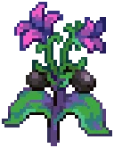 CROP Nightshade3Harvestable