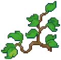 ORN Ivy Climbers 02