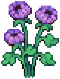CROP Dahlia3Harvestable Violet
