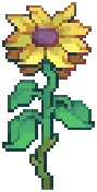 VILLAGE Sunflower 03AGrowing