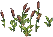 WILD Reeds 13