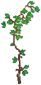 ORN Ivy Climbers 01