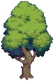 TREE Oak Grow 03