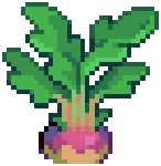 CROP EA1 Turnip3Grow