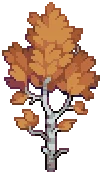 VILLAGE Silver Birch Autumn A Grow02