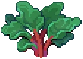 CROP EA1 Rhubarb4Harvestable