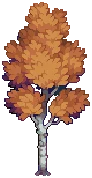VILLAGE Silver Birch Autumn A Grow03