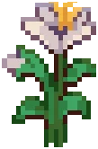 CROP Hibiscus3Grow White