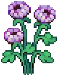 CROP Dahlia3Harvestable White
