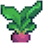 CROP EA1 Turnip1Grow