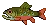 Trout