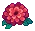 Dahlia Flower