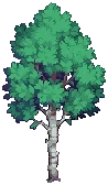 TREE Silver Birch A Grow04